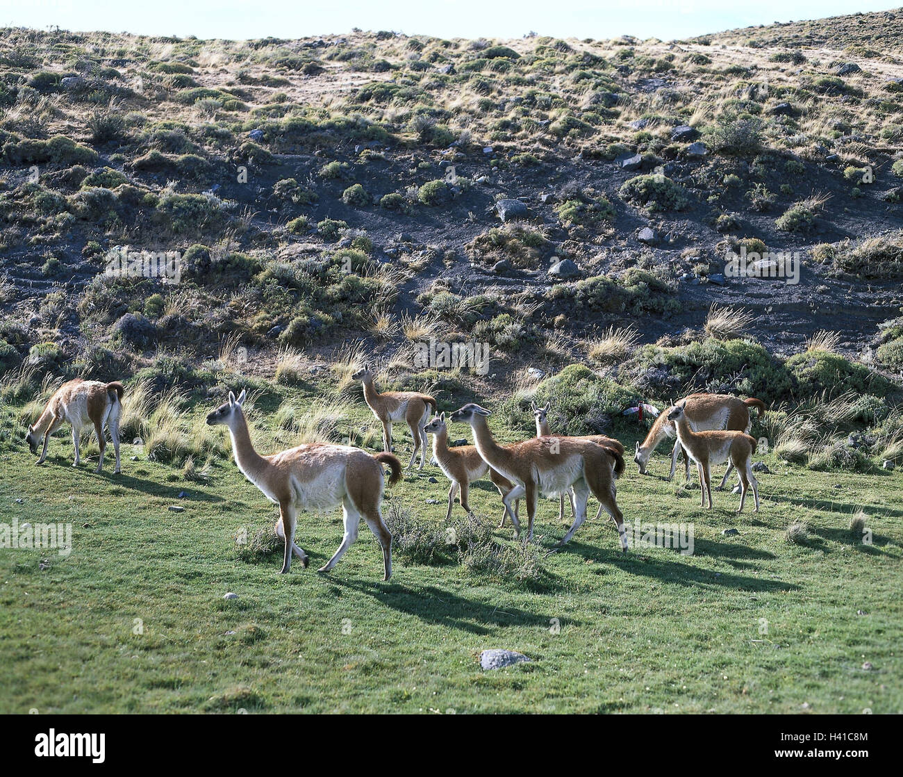 Chile, Patagonia, Torres del Paine, national park, Guanakos, lama, guanacoe South America, West-Pataginien, scenery, mammals, cloven-hoofed animals, Schwielensohler, new world camels, new world camels, wild animals, focuses, meadow, hill, outside Stock Photo