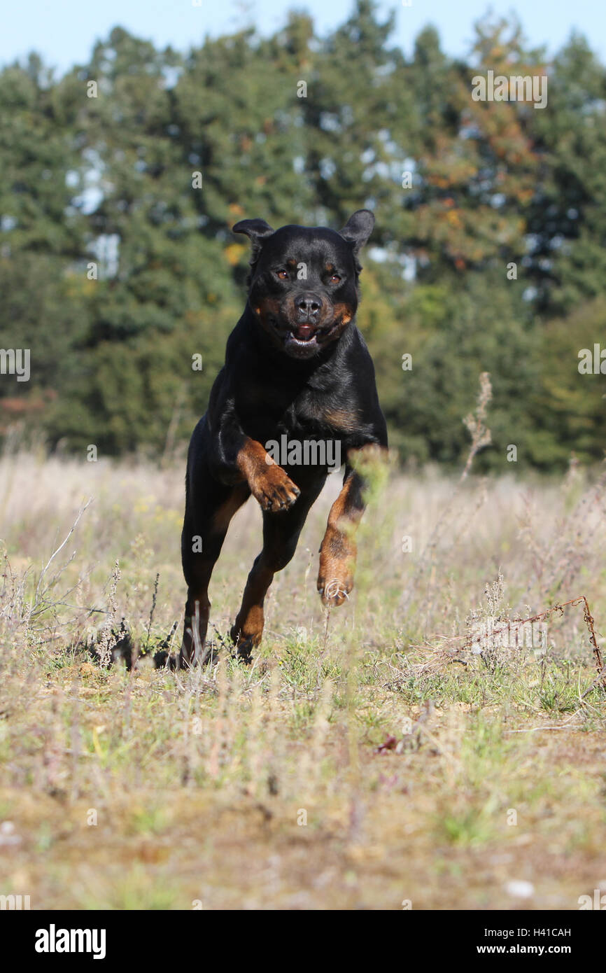 Rottweiler Breeding High Resolution Stock Photography and Images - Alamy