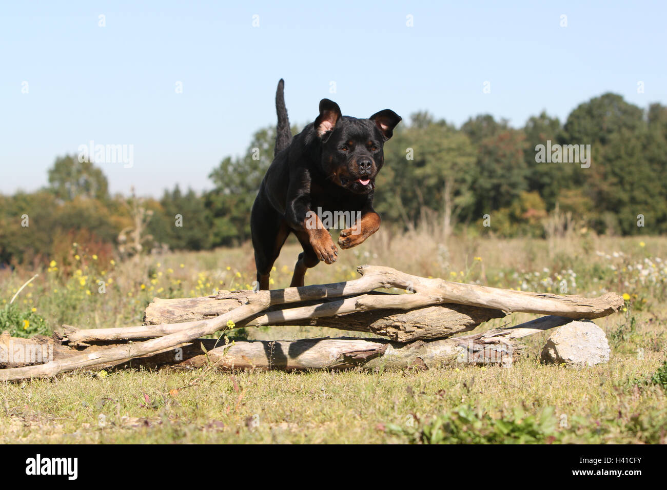 Dog Rottweiler adult jump jumping "to jump" over a wood tree trunk a hurdle an obstacle agile agility nimble in move moving Stock Photo