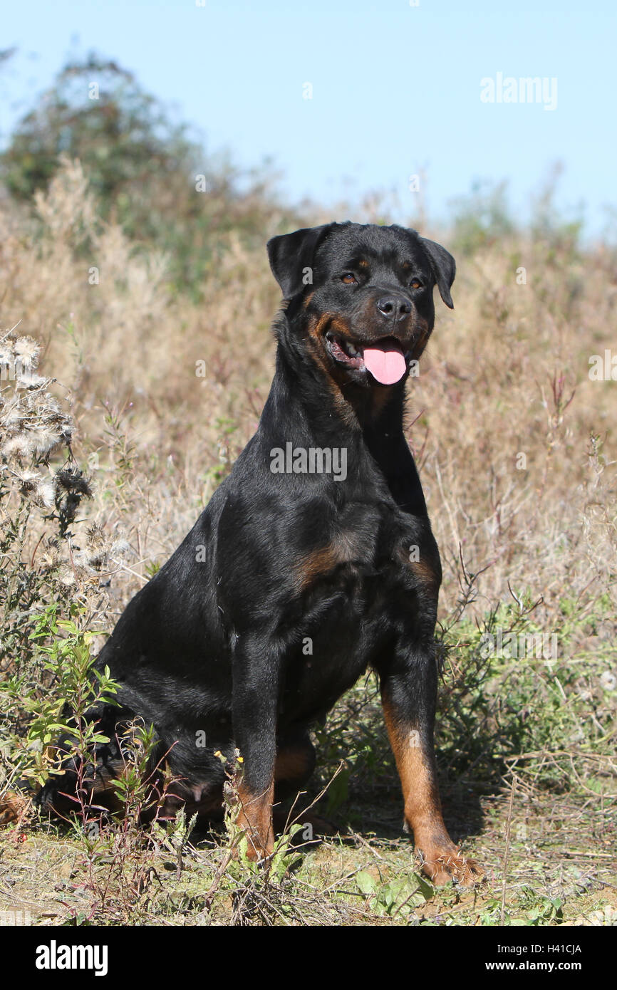 Dog Rottweiler adult wild field sit, sitting, seated, seat Stock Photo ...