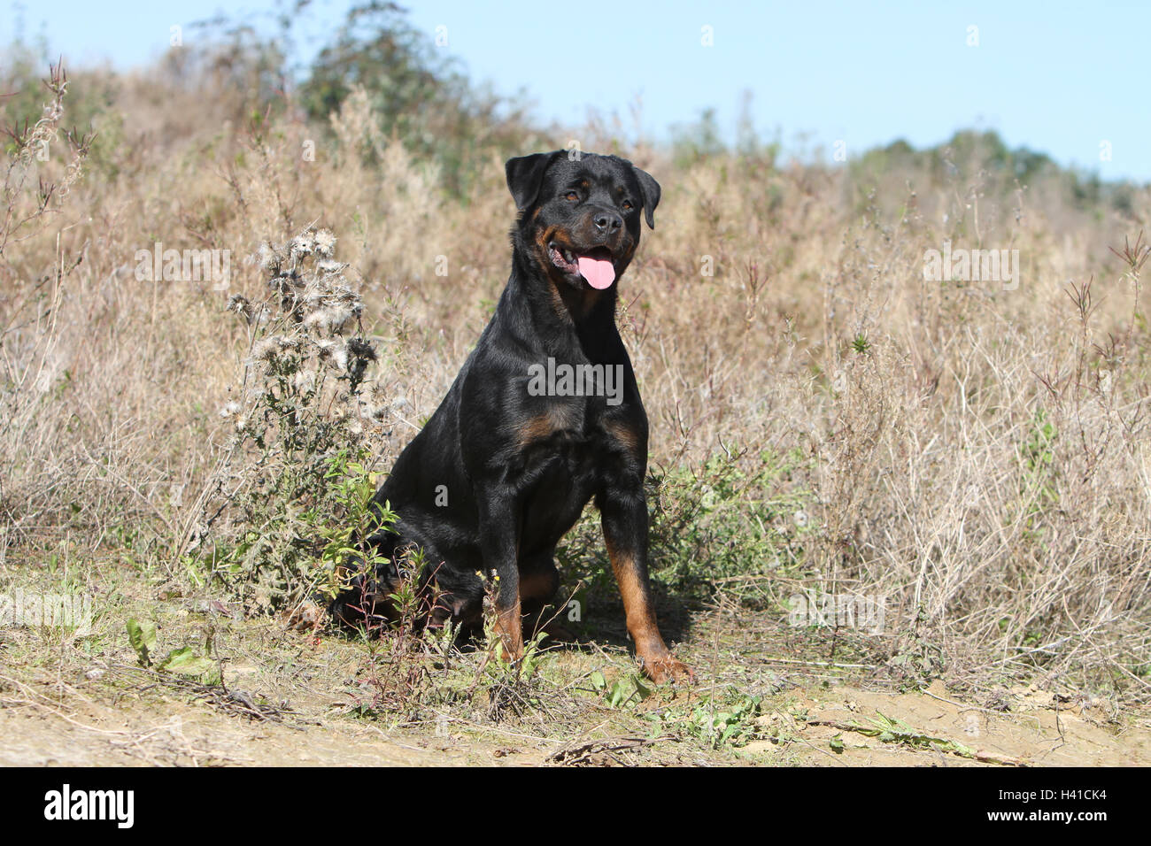 Rotweiler High Resolution Stock Photography And Images Alamy
