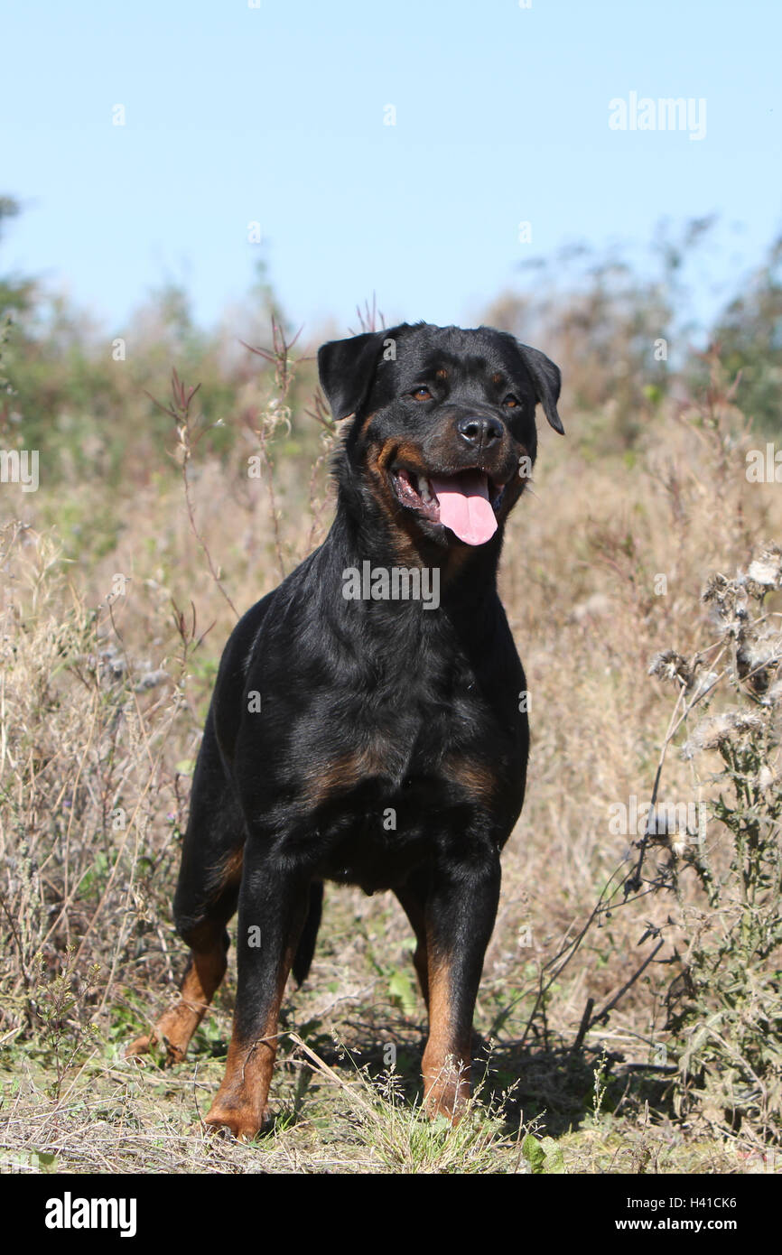 Rottweilers hi-res stock photography and images - Alamy