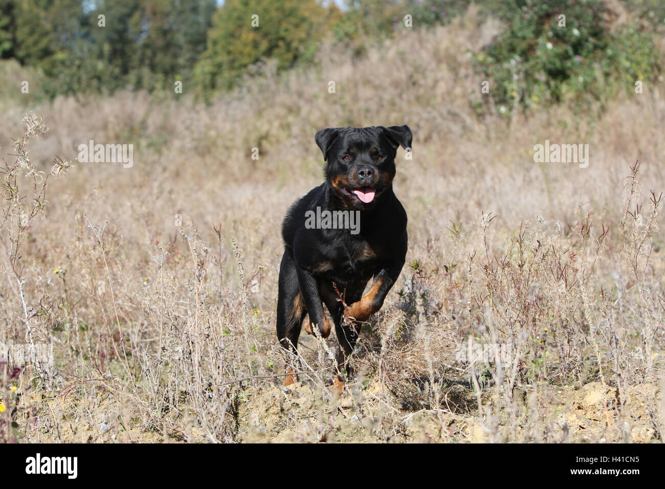 Dog Rottweiler adult running wild field Stock Photo - Alamy