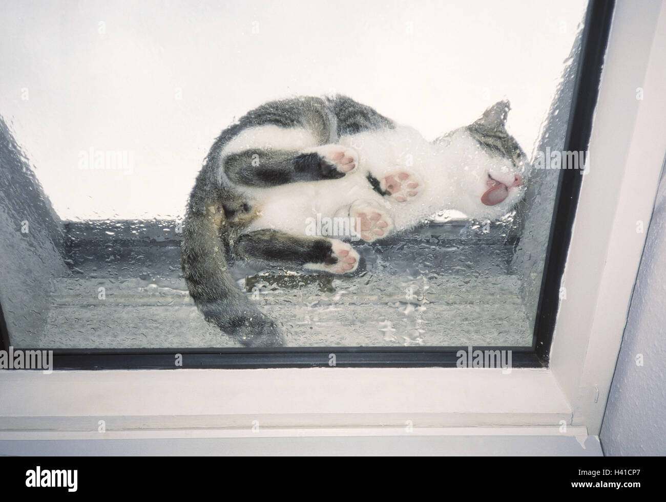 Cat rain coat hi-res stock photography and images - Alamy