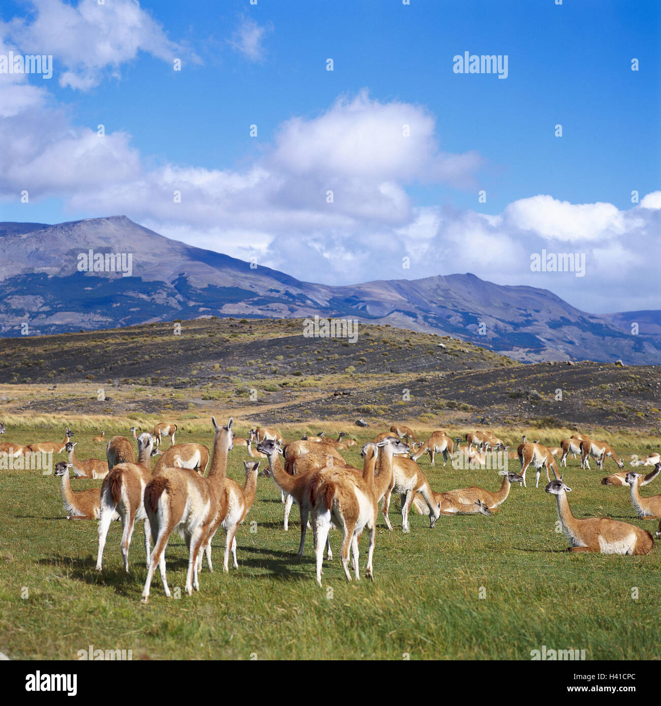 Chile, Patagonia, Torres del Paine Nationalpark, Guanakos, lama, guanacoe South America, Torres del Paine, national park, scenery, animals, animal world, Wildlife, wild animals, mammals, cloven-hoofed animals, Schwielensohler, new world camels, new world Stock Photo