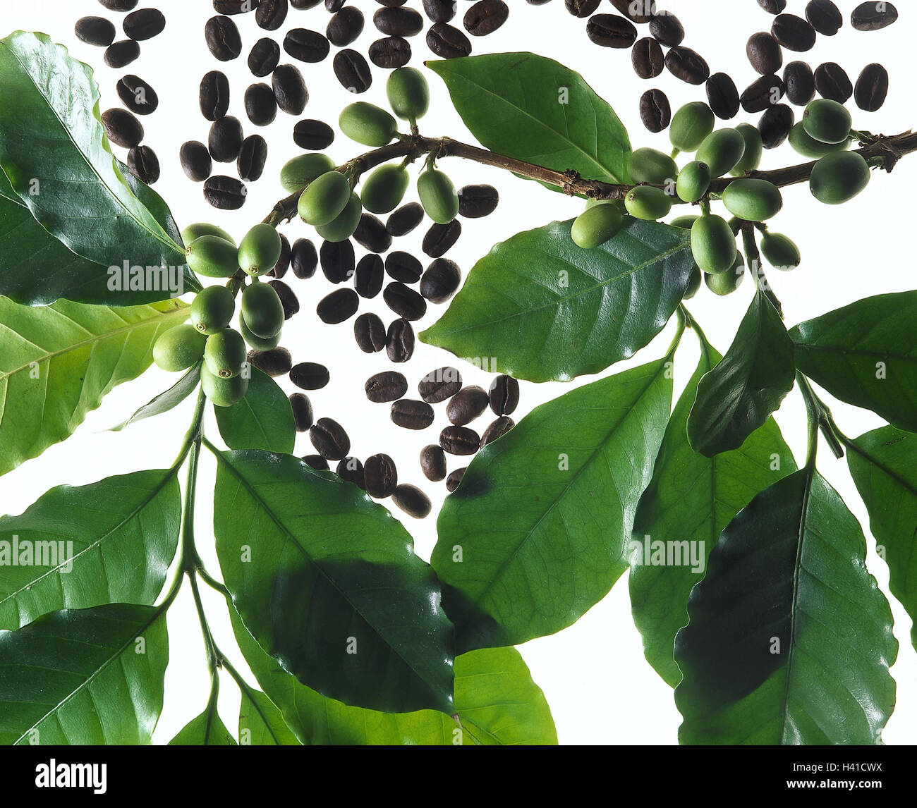 Coffee plant, detail, branch, coffee fruits, immature, coffee beans, roasted coffee tree, plant