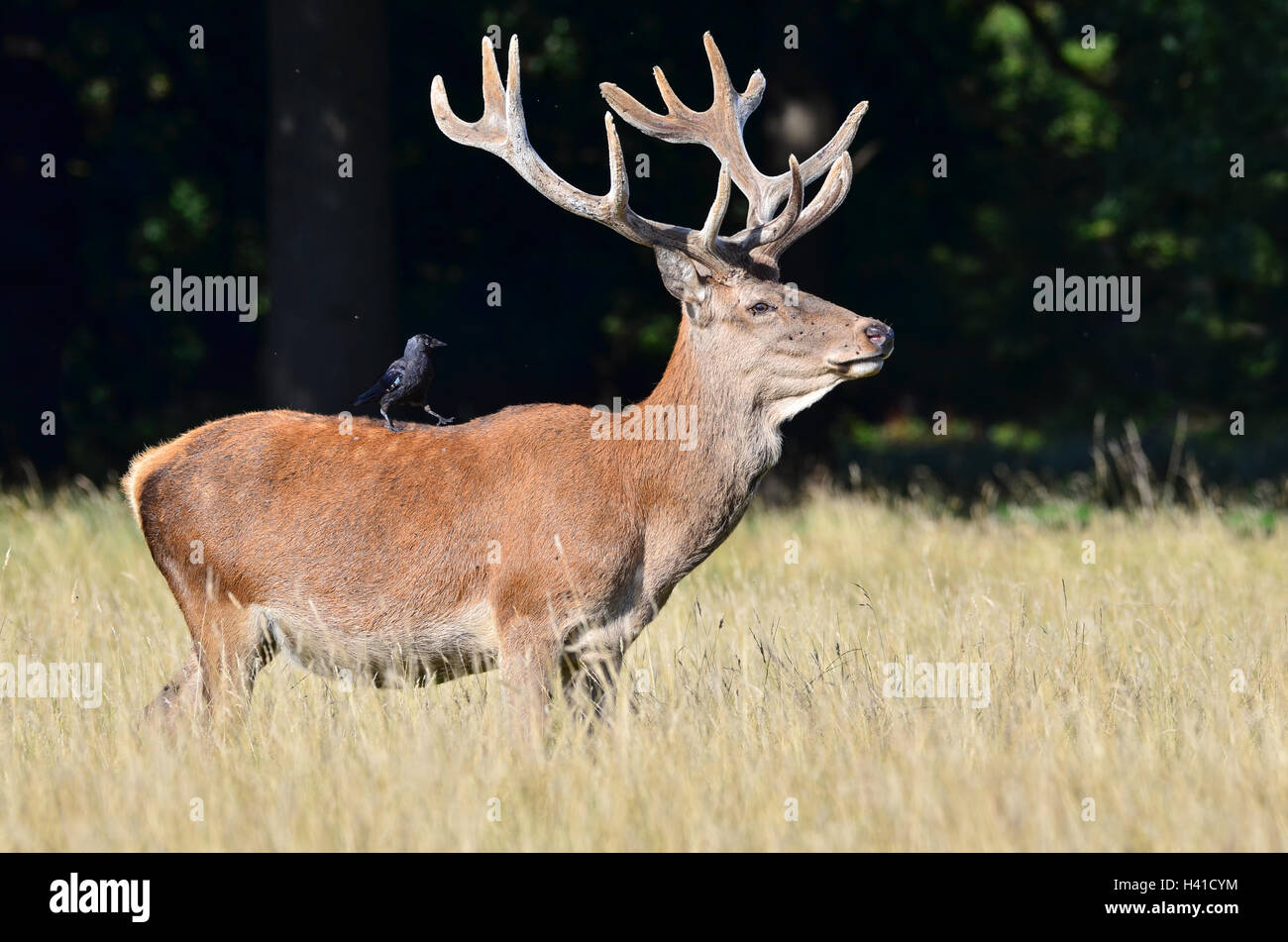 Red deer, Cervus elaphus Stock Photo - Alamy