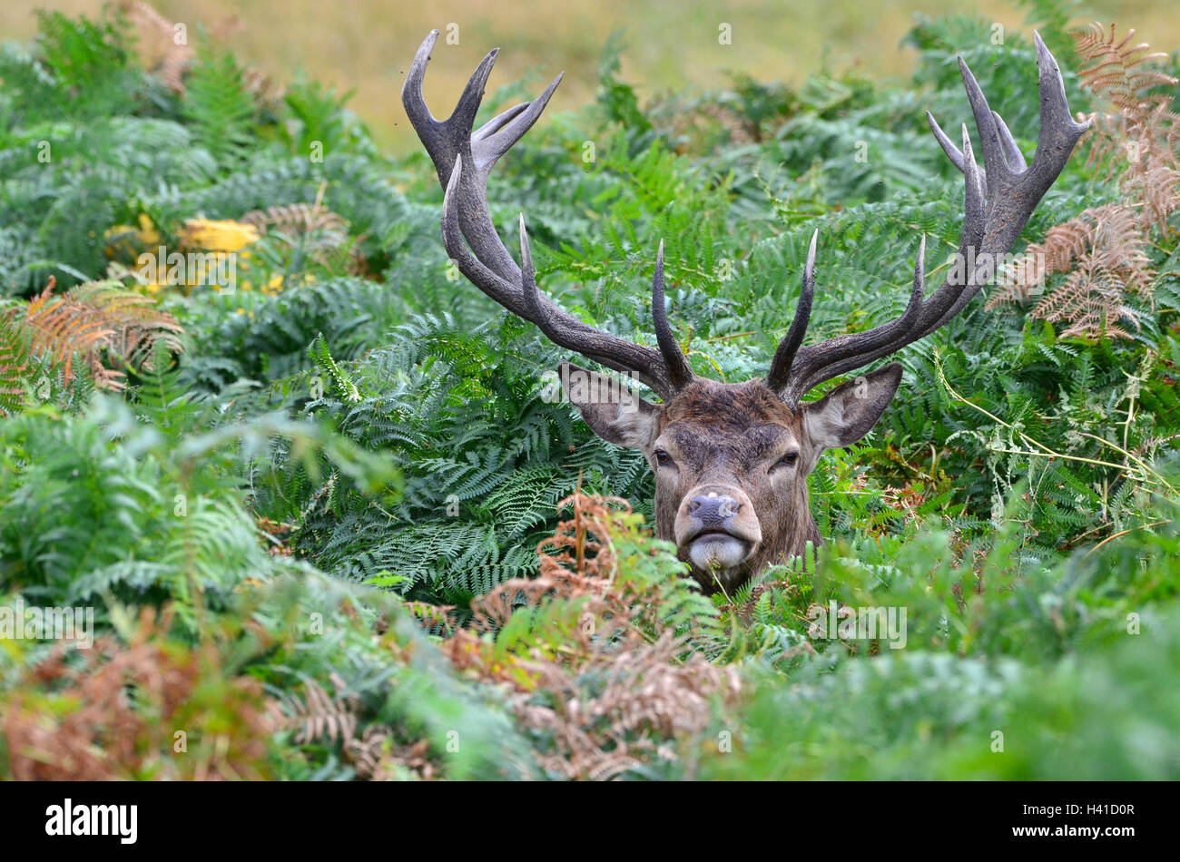 Red deer, Cervus elaphus Stock Photo - Alamy