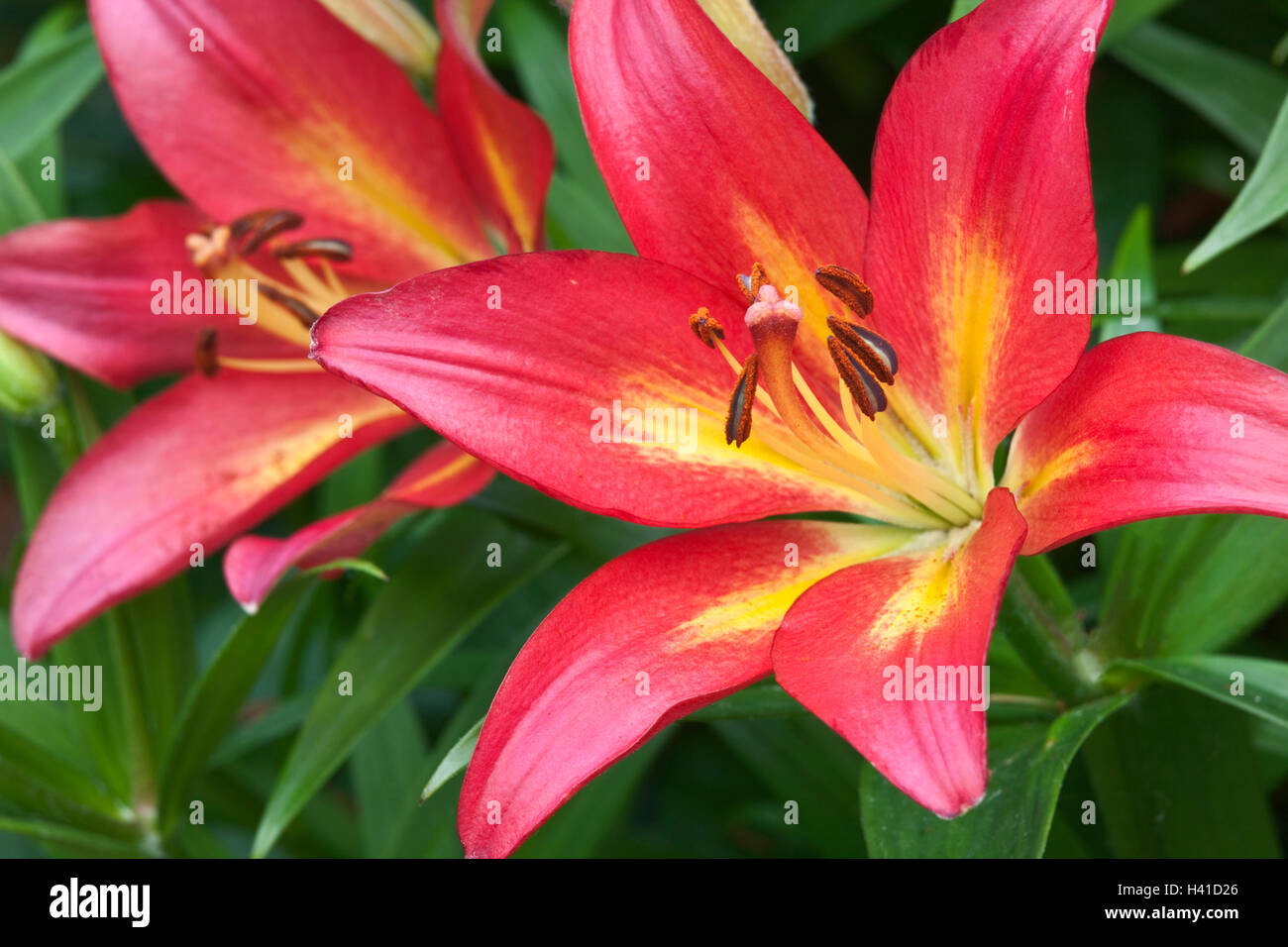 Asiatic lily hires stock photography and images Alamy