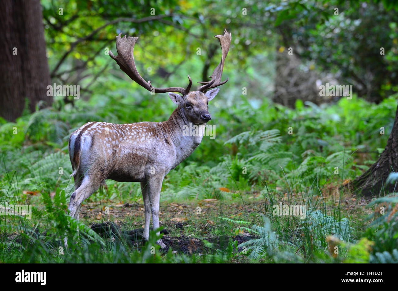 Fallow Deer, Dama dama Stock Photo