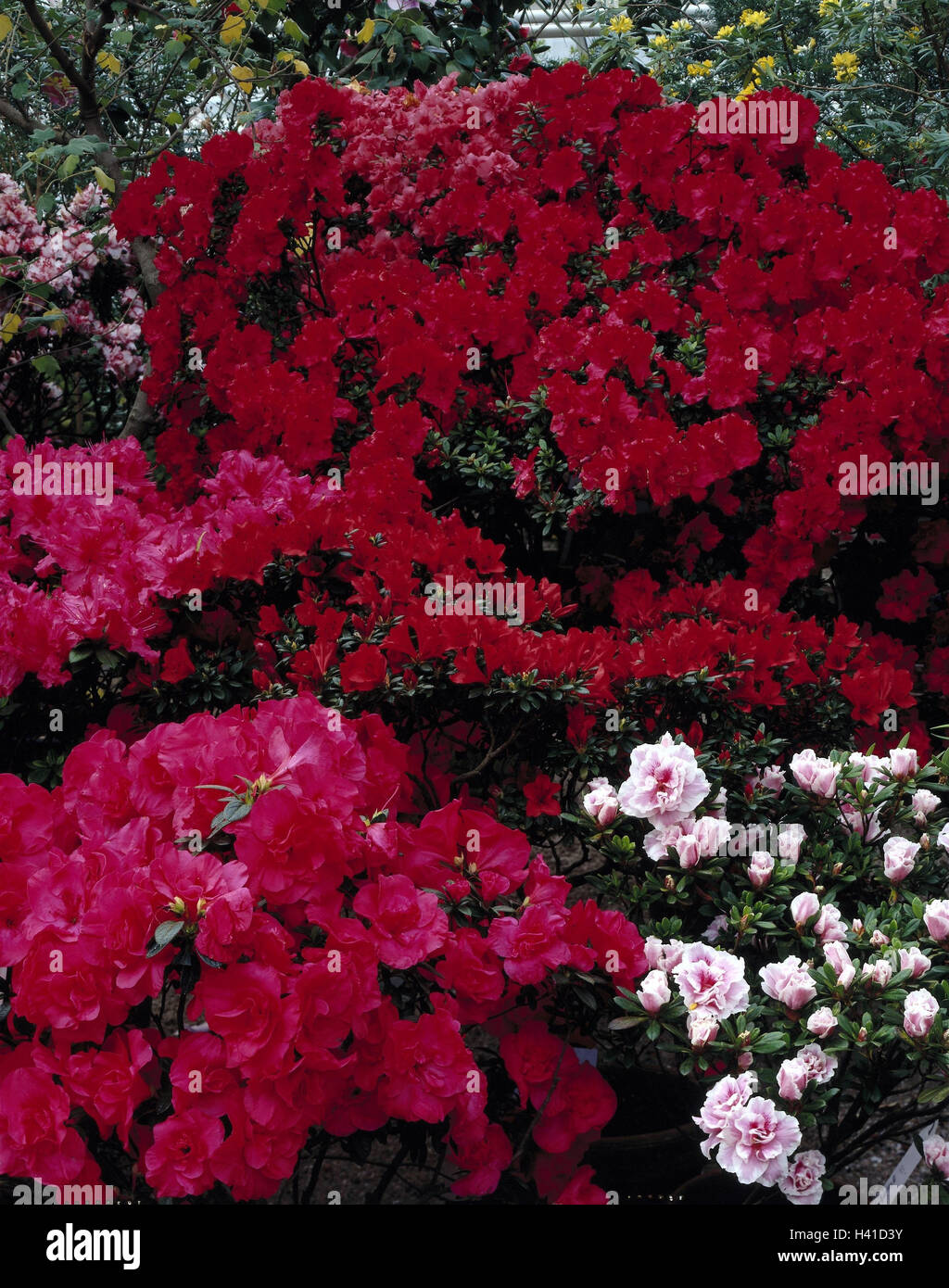 Germany, Bavaria, Munich, botanical garden, azaleas, Upper Bavaria ...