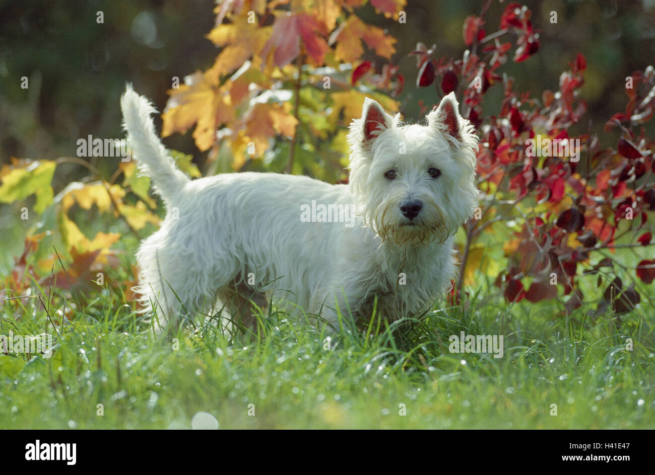 Meadow, west Highland White terrier, garden, animal, animals, mammal, mammals, pet, pets, dog, dogs, pet dog, to pet dog, dog race, pedigree dogs, outside Stock Photo