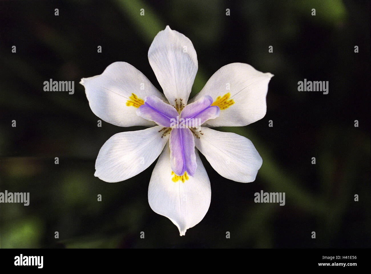 Flower, detail, blossom, Neomarica spec., iris plant, Neomarica gracilis, Iridaceae, plants, plant, flower head, petals, fruit stamps, nature, botany, cleanness, beauty, odour, symmetry Stock Photo