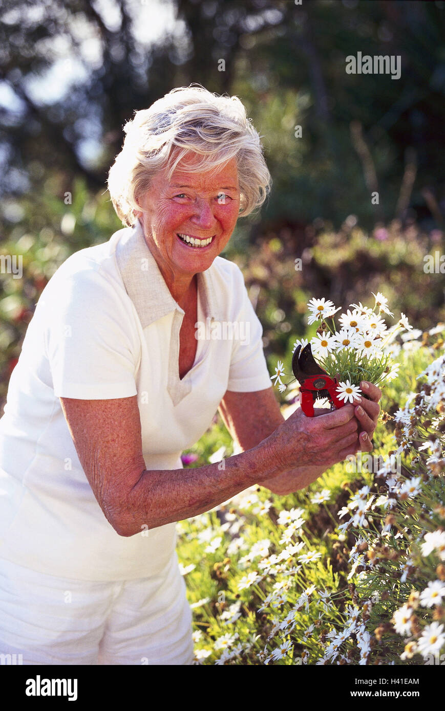 Garden Senior Smile Pruning Shears Oxeye Daisys Blossom Stock