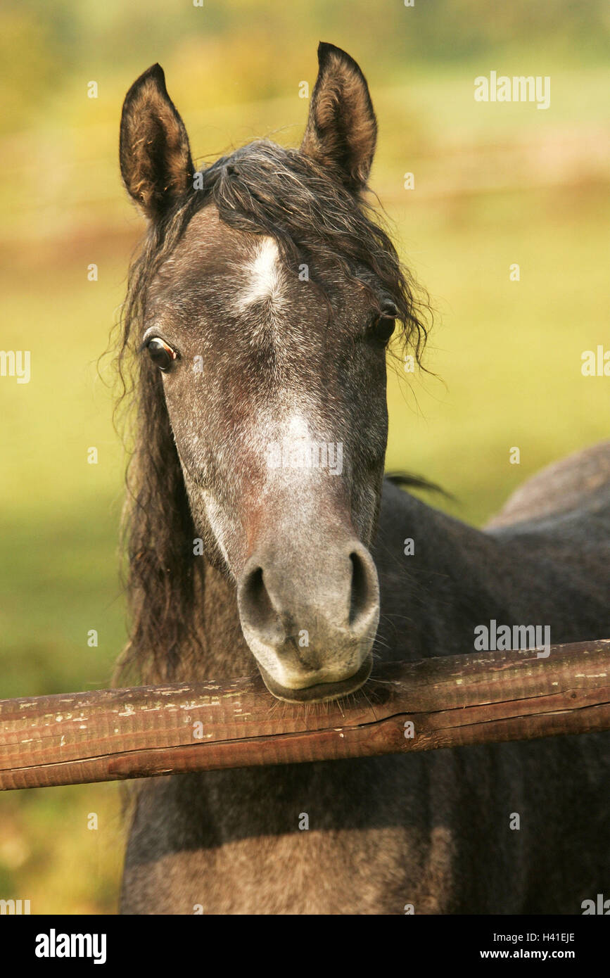 Uncloven hoofed animals hi-res stock photography and images - Page 2 - Alamy