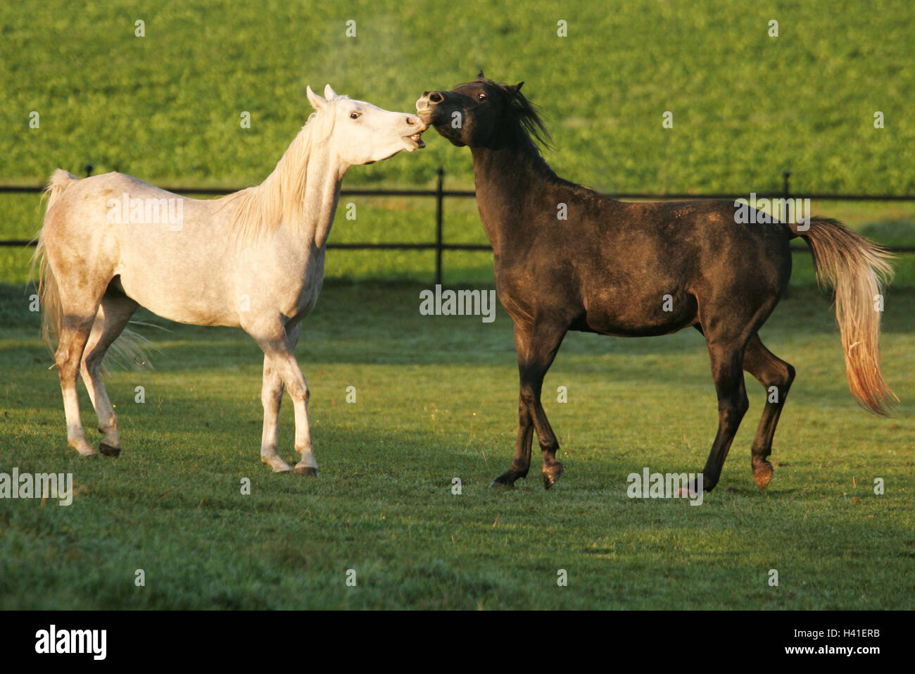 Meadow, horses, Arabs, play, animals, mammals, uncloven-hoofed animal, horses, riding horses, horse's race, thoroughbred horses, stallions, Arab's stallions, fur colour different, mould, rank order, loses, horse's position, keeping pets, appropriate to th Stock Photo