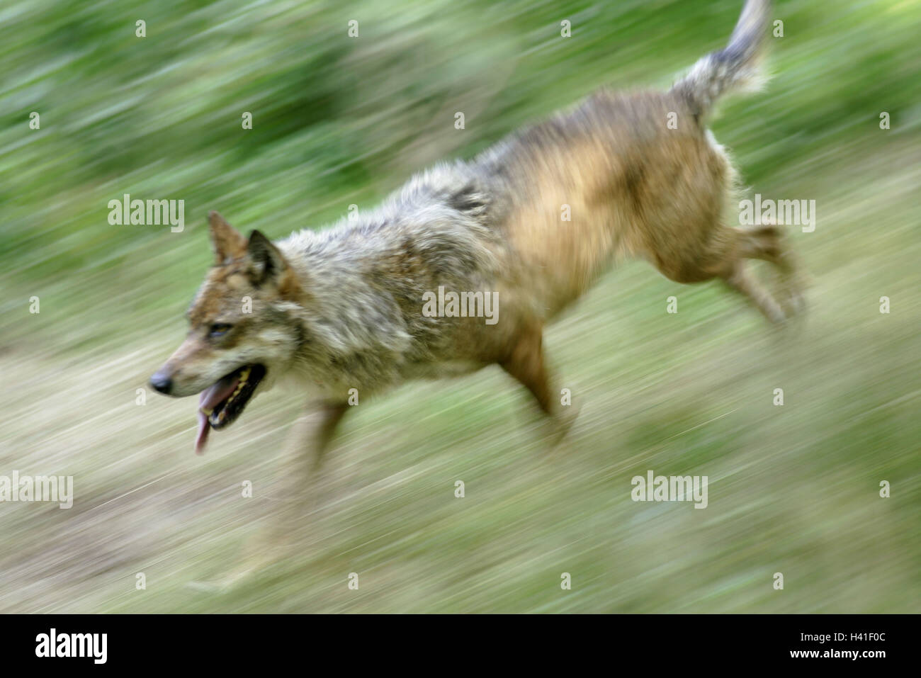 Enclosures, meadow, grey wolf, Canis lupus, run, hunt blur, animal, wild animals, mammal, predator, doggy, grey wolves, wolves, Wolf, hunt, motion, raid, outside Stock Photo - Alamy Enclosures, meadow, grey wolf, Canis lupus, run, hunt blur, animal, wild animals, mammal, predator, doggy, grey wolves, wolves, Wolf, hunt, motion, raid, outside Stock Photo - Alamy