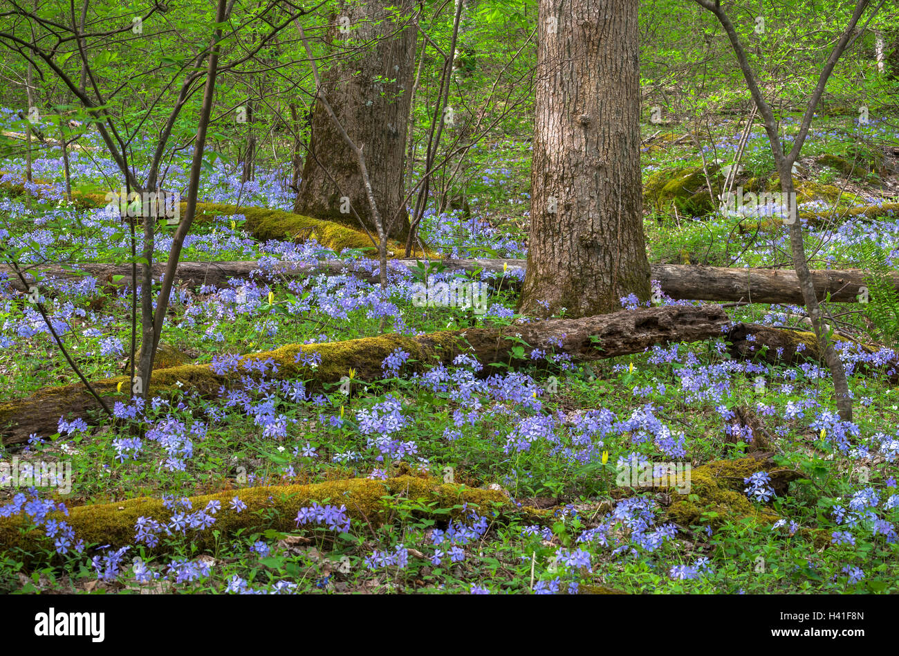 Great Smoky Mountains National Park, Tennessee: Wild blue phlox (Phlox divaricata) blooming under a forest understory Stock Photo
