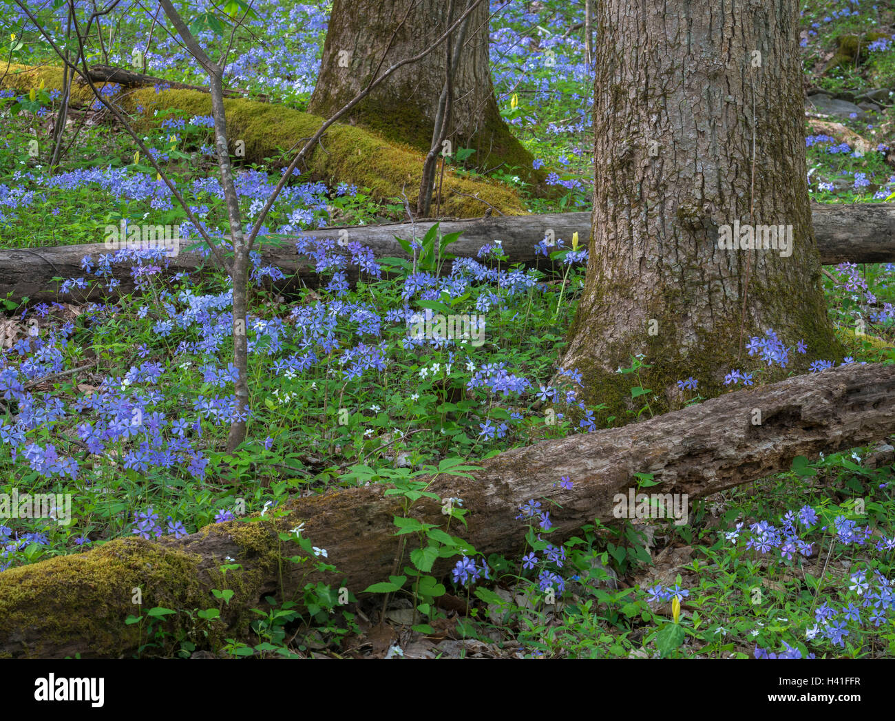 Great Smoky Mountains National Park, Tennessee: Wild blue phlox (Phlox divaricata) blooming under a forest understory Stock Photo