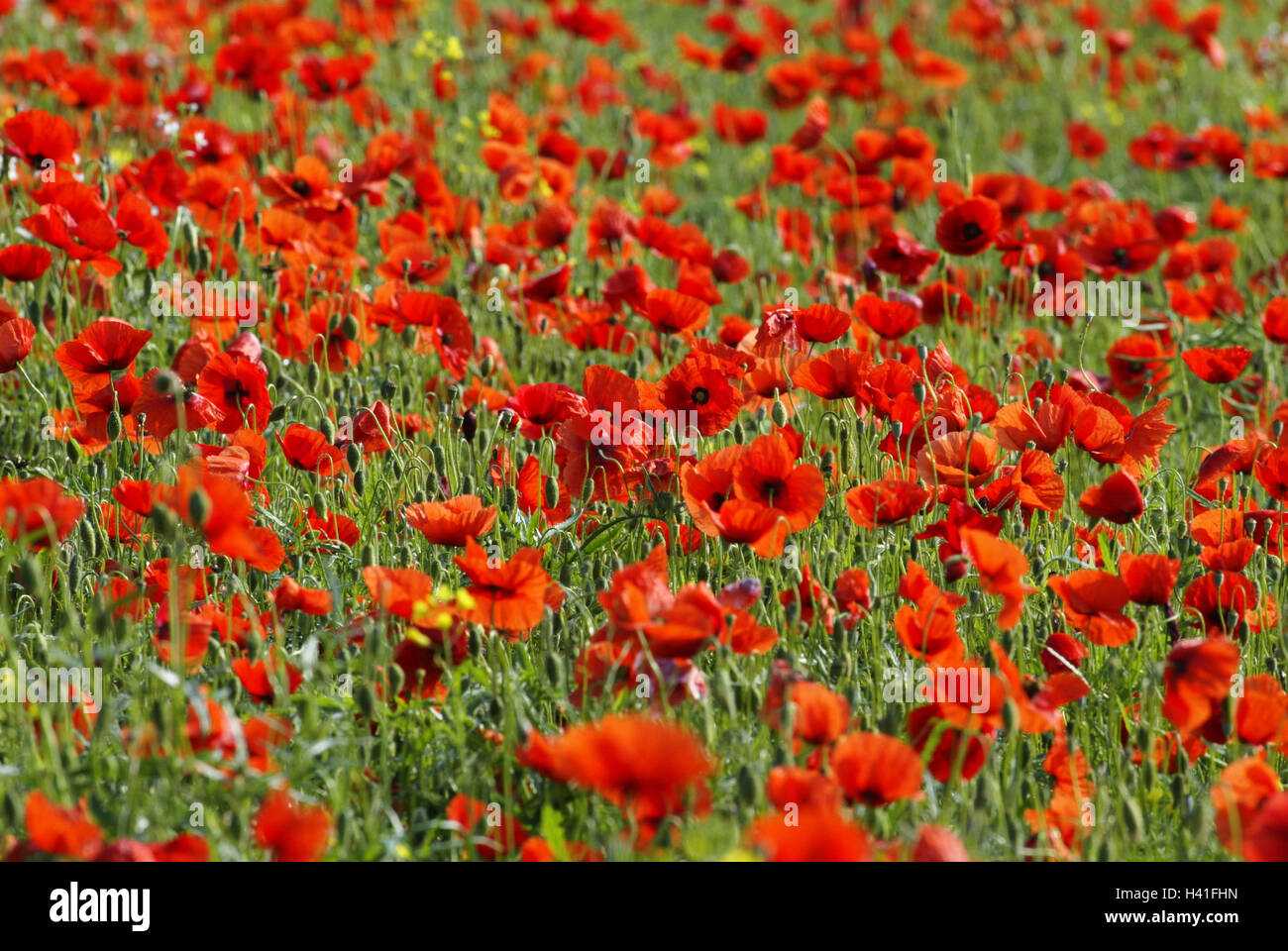 Meadow, clap poppy seed, Papaver rhoeas, blossom, flower meadow, clap poppy seed meadow, poppy meadow, flowers, poppies, plants, poppy seed plants, poppy seed, fire poppy seed, field poppy seed, wild poppy seed, poppy seed blossom, blossoms, red, nature, Stock Photo