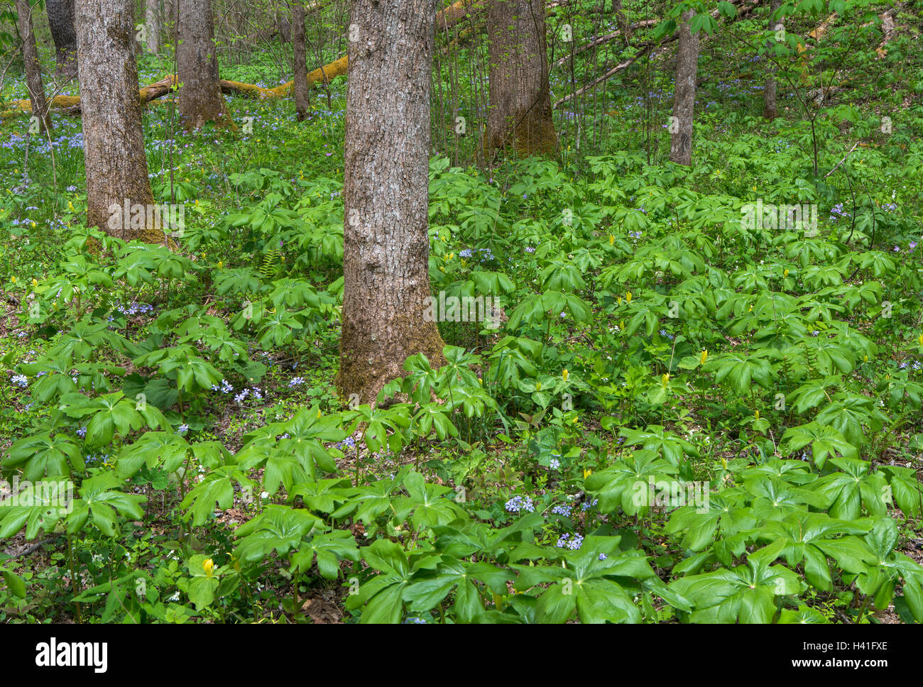 Great Smoky Mountains National Park, Tennessee: Mayapples, wild blue phlox  and yellow trillium Stock Photo