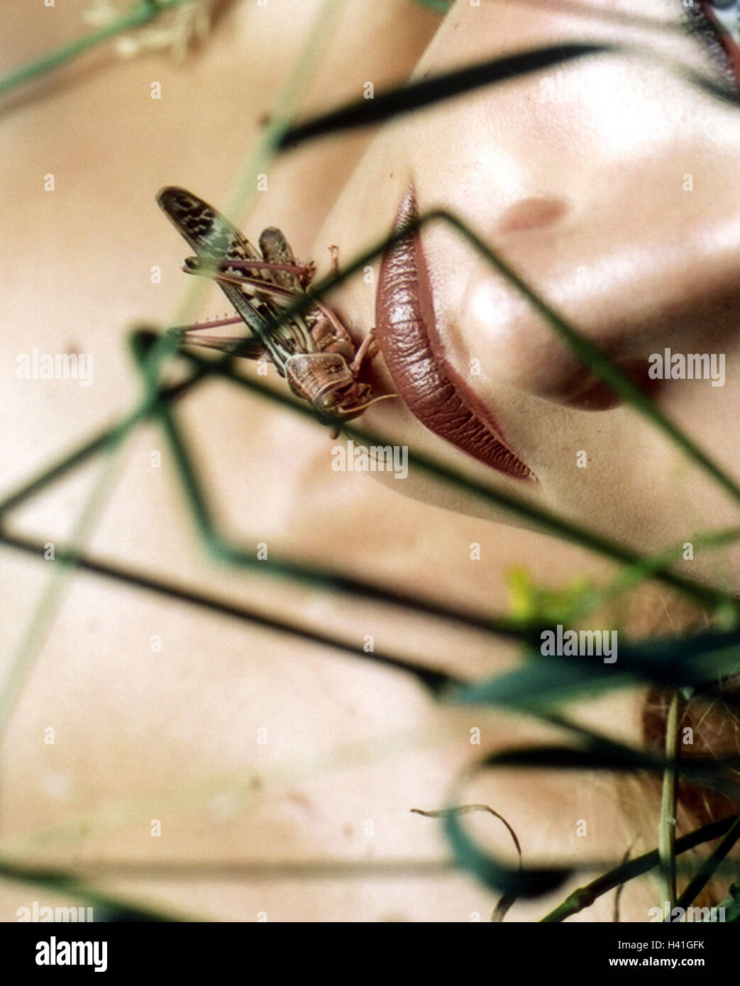 Lies meadow, woman, chin, locust   Leisure time, summers, vacation, relaxation, recuperation, relaxen, grass, rests silence, quietly, animal, insect, grasshoppers, unflustered, undisturbed, unnoticed Stock Photo