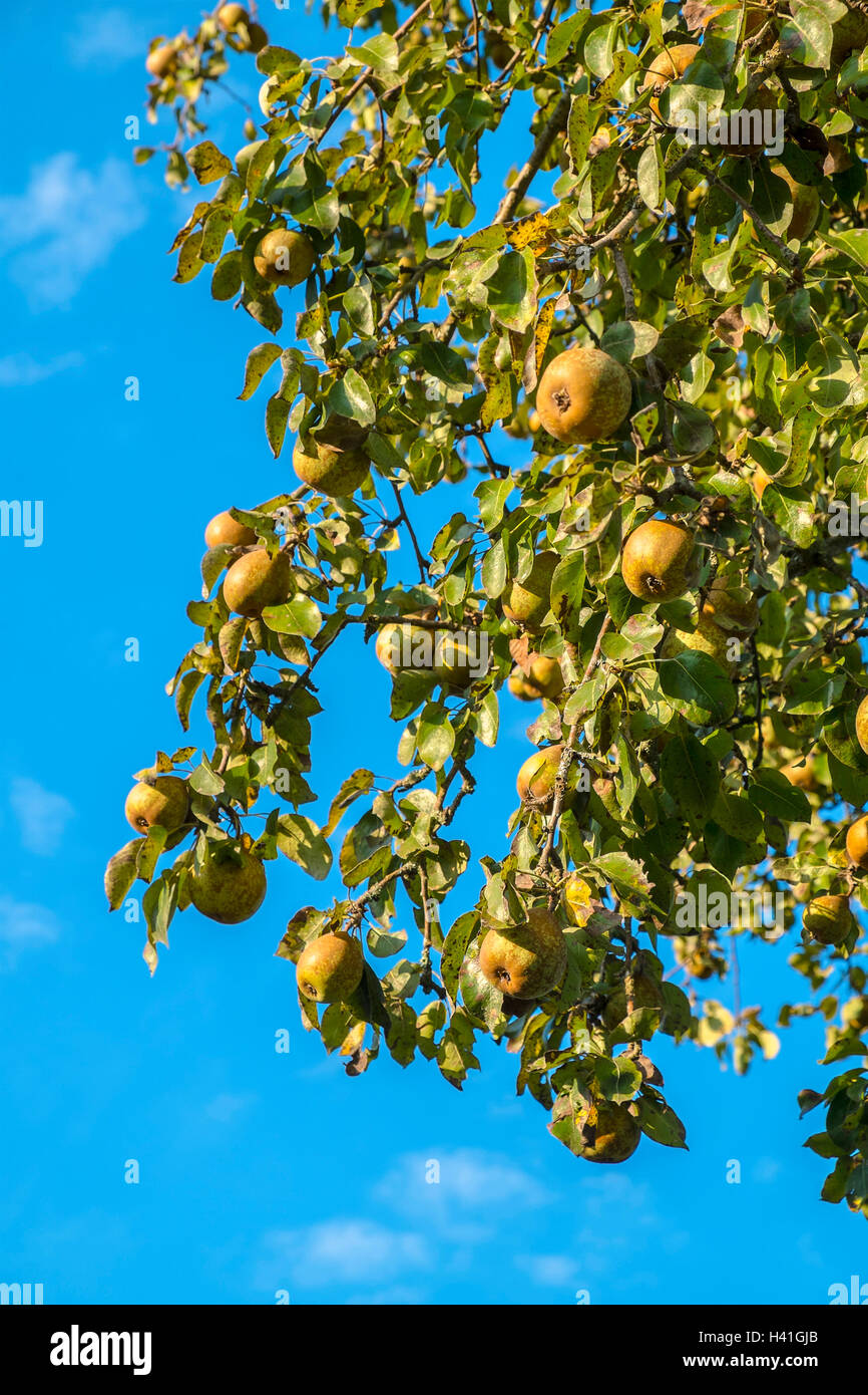 Apples on bough of apple tree - France. Stock Photo