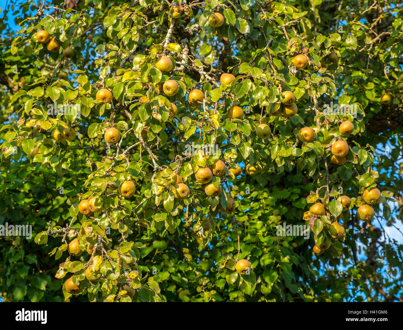 Apples on bough of apple tree - France. Stock Photo