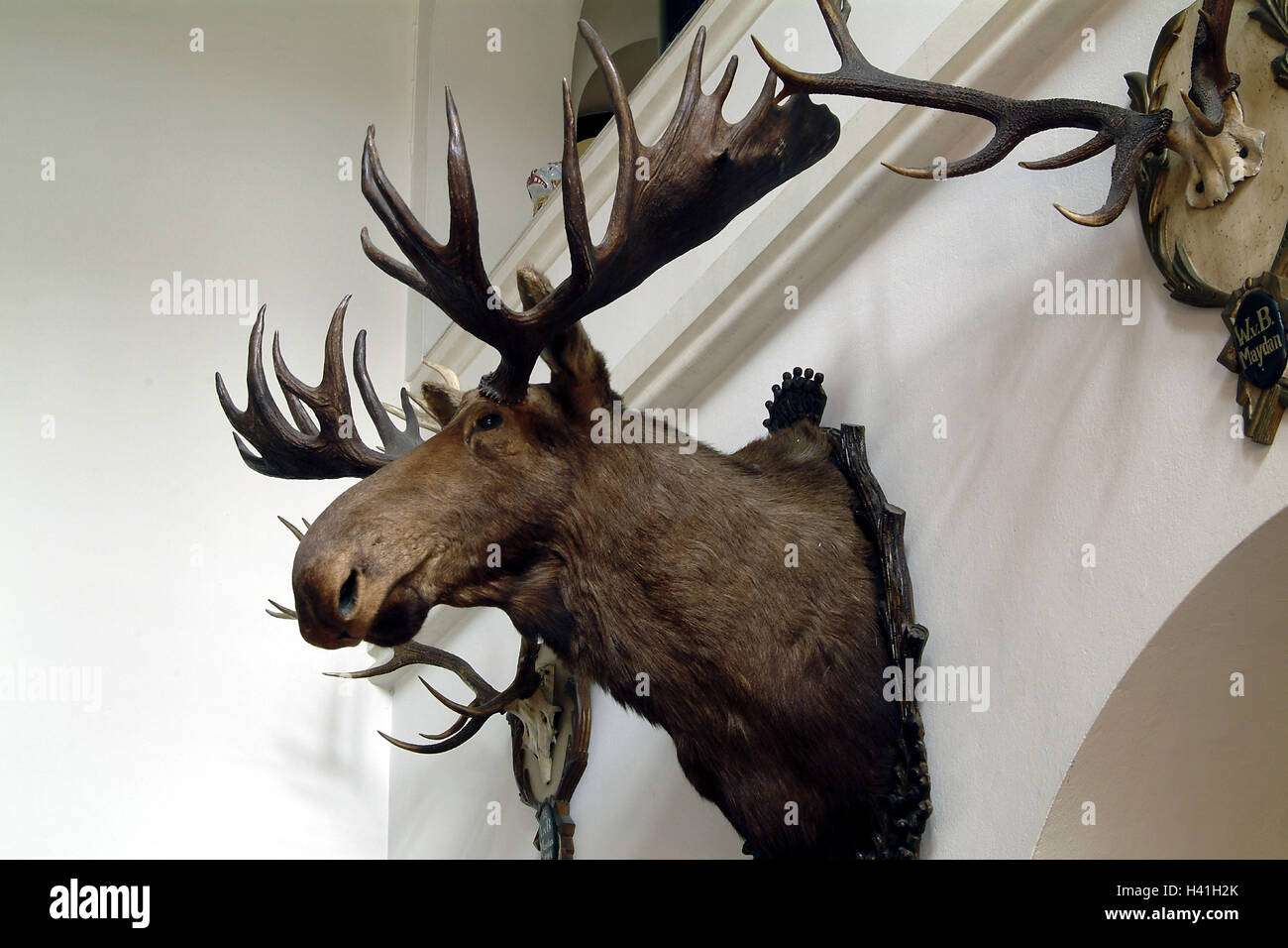 Villa Wall Decoration Trophies Elk S Head Deer Antlers