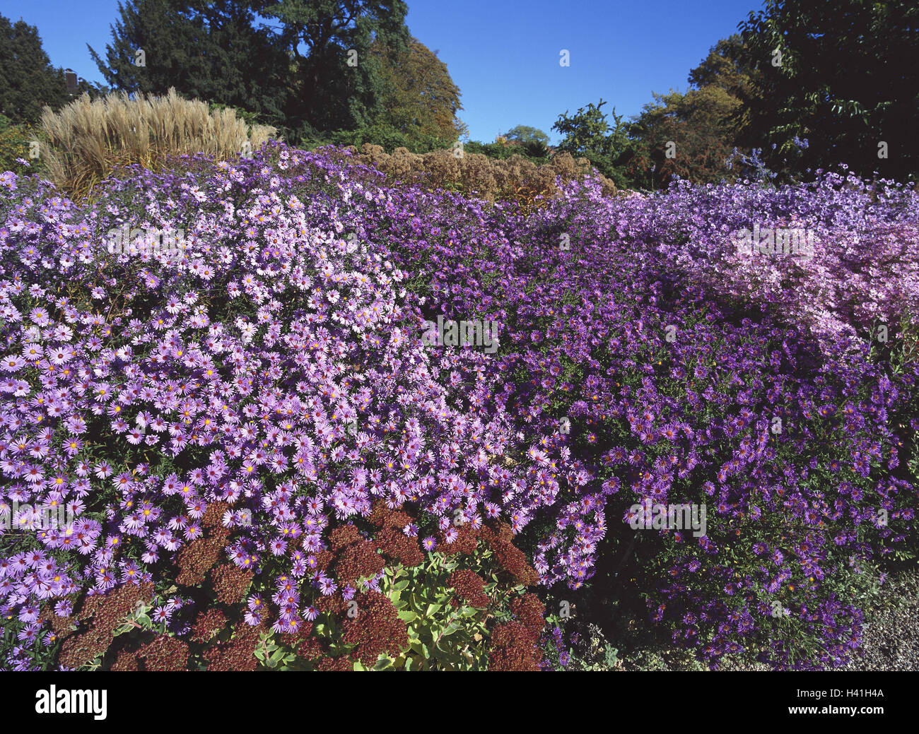 Garden, blue autumn asters, Dendranthema spec., autumn chrysanthemums, winter asters, chrysanthemum, plants, flowers, botany, mountain aster, aster amellus, blossoms, mauve Stock Photo
