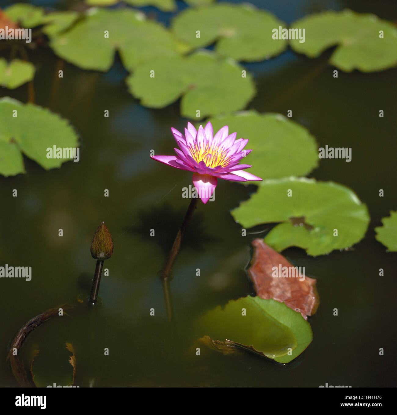 Thailand, pond, water lily, Nymphaea spec., Asia, lake, water, water