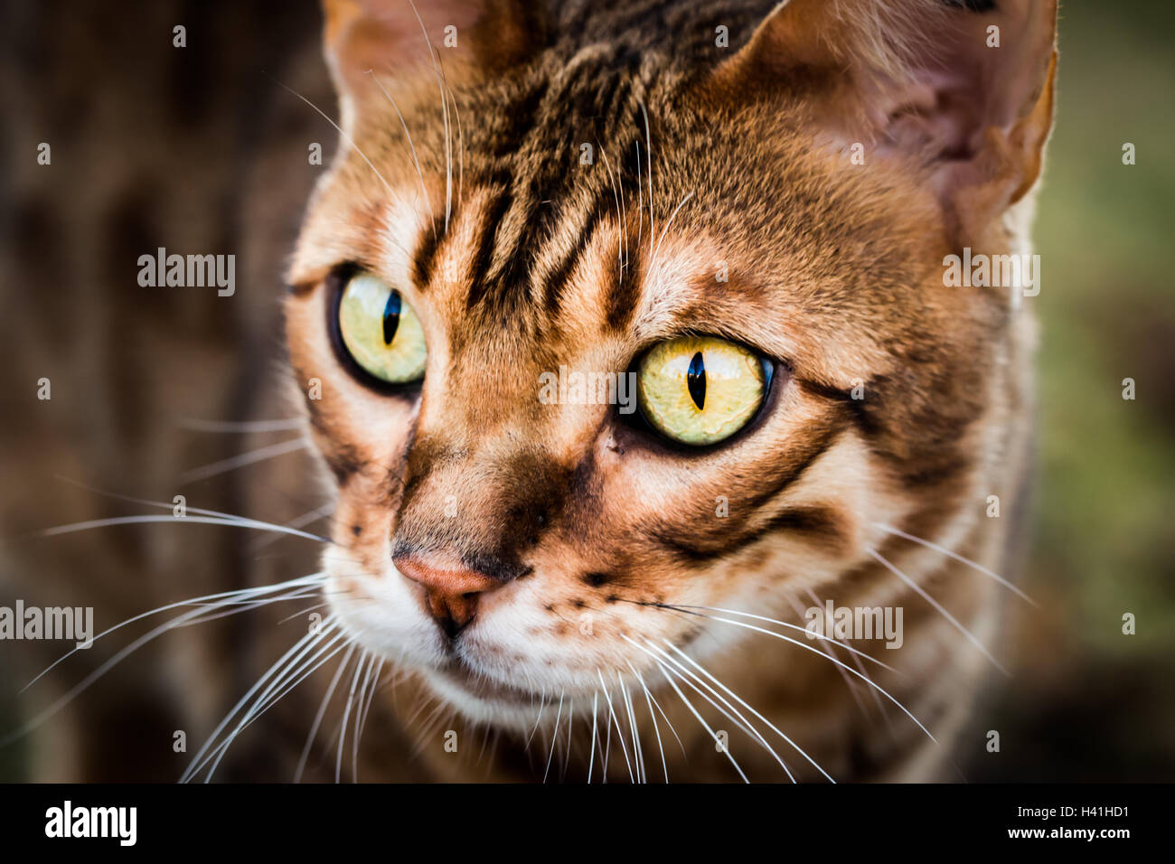 portrait of a purebred Bengal cat Stock Photo