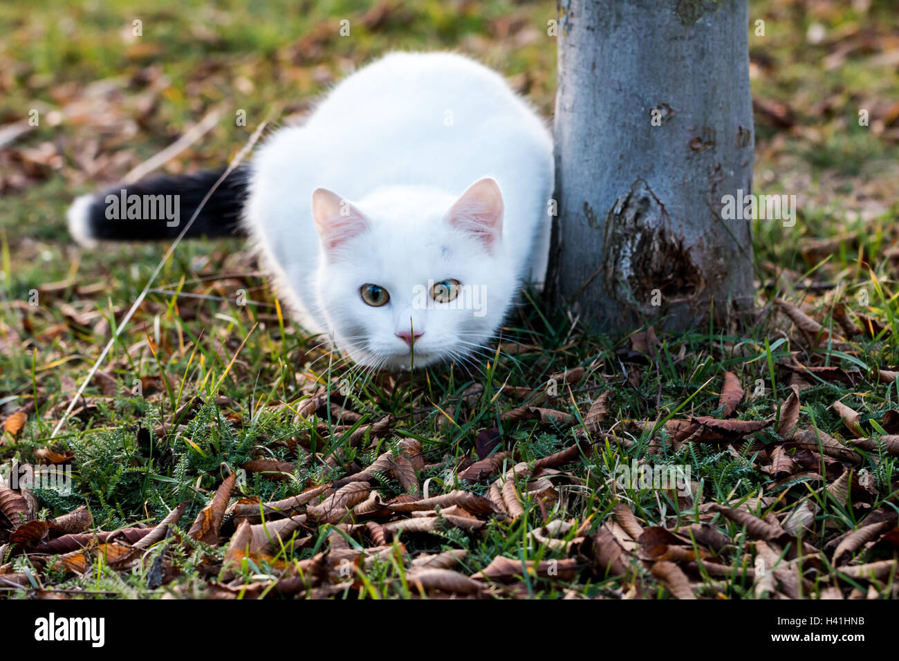 White  cat with black tail getting ready to jump while sitting on the grass Stock Photo