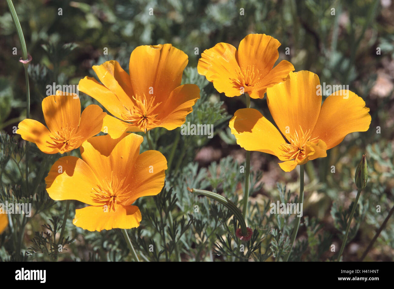 Meadow, golden poppy seed, Eschscholtzia, californica, blossoms, yellow, plants, medicinal plants, poppy seed plants, Papaveraceae, poppies, poppy seed, little sleepyhead, Californian poppy seed, California Poppies, blossom, nature, botany, Stock Photo