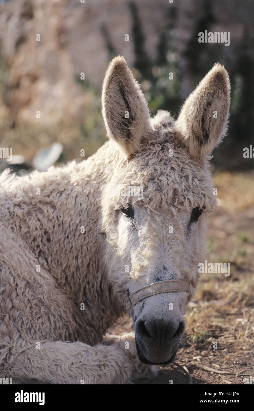 Spain, Majorca, donkey, white, long-haired, detail, the Mediterranean Sea, the Balearic Islands, island, mountains, vegetation, animals, animal, mammals, mammal, riding animals, riding animal, beasts burden, beast burden, uncloven-hoofed animal, lie ... Spain, Majorca, donkey, white, long-haired, detail, the Mediterranean Sea, the Balearic Islands, island, mountains, vegetation, animals, animal, mammals, mammal, riding animals, riding animal, beasts burden, beast burden, uncloven-hoofed animal, lie ...