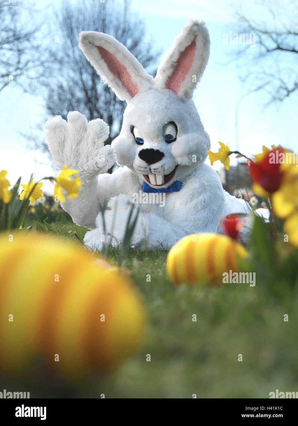 Meadow, Easter bunny, waves,  Easter eggs, portrait, fuzziness  Series, flower meadow, flowers, daffodils, jonquils, Easter, Easter, child beliefs, disguise, disguises, outfit, hare outfit, hare, humor, fun, merrily, kindly, cheerfully, joy, Easter nest, Easter eggs, hides, seeks, finds, season, spring, spring, outside Stock Photo