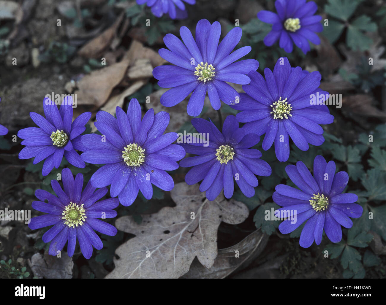 Greek anemone, anemone blanda, forest floor, forest flowers, nature, botany, flora, plants, flowers, blossoms, blue, blossom, crowfoot plant, ray anemone, anemone, Balkan anemone Balkan anemone, spring flower Stock Photo
