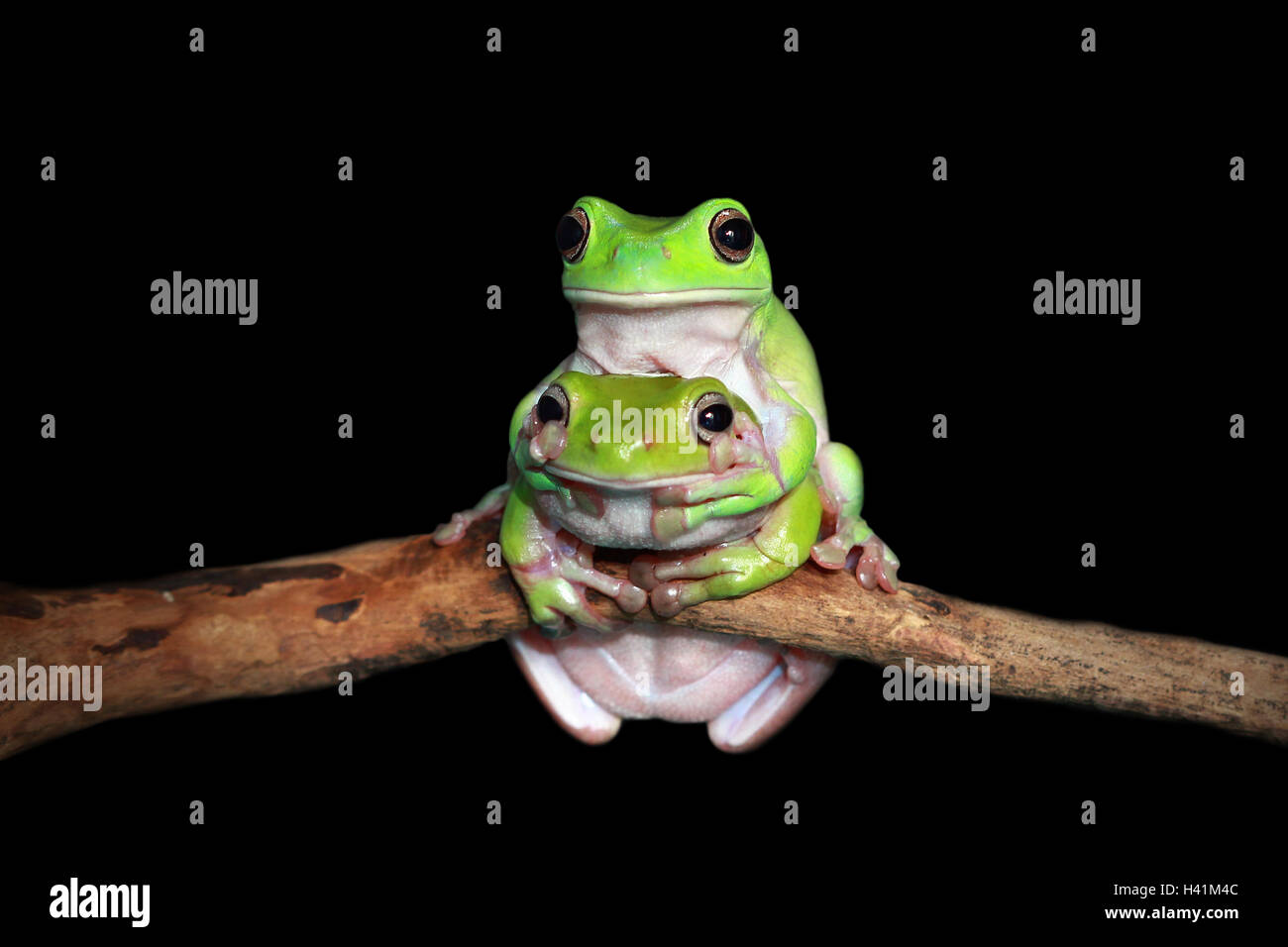 Two dumpy tree frogs sitting on branch, Indonesia Stock Photo - Alamy