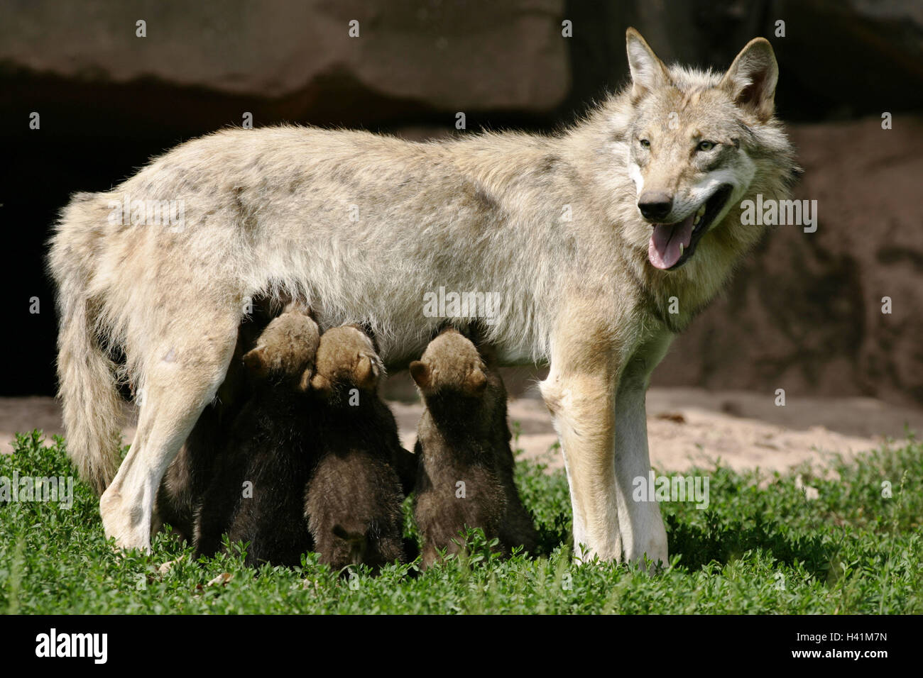 Enclosures, grey wolves, Canis lupus, mother animal, puppy, wild animals, mammals, predators, doggy, Canidae, grey wolf, wolves, Wolf, Wolf, young animals, boys, absorption of nutrients, education, instinct, animal babies, young animals, animal family, ou Stock Photo