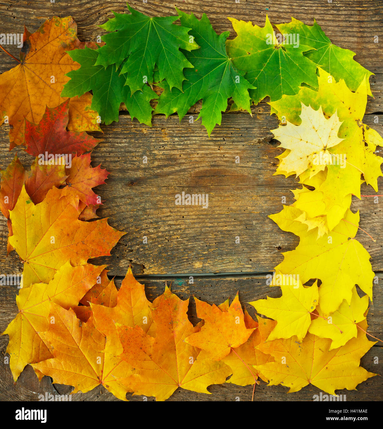 Autumn maple leaves falling frame on wooden background Stock Photo