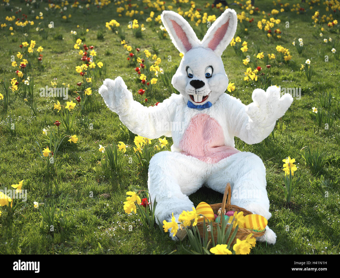Sits meadow, Easter bunny, waves,  Easter eggs  Series, flower meadow, flowers, daffodils, jonquils, Easter, Easter, child beliefs, disguise, disguises, outfit, hare outfit, hare, humor, fun, merrily, kindly, cheerfully, joy, Easter nest, Easter basket, hides, seeks, finds, season, spring, spring, outside, whole bodies Stock Photo