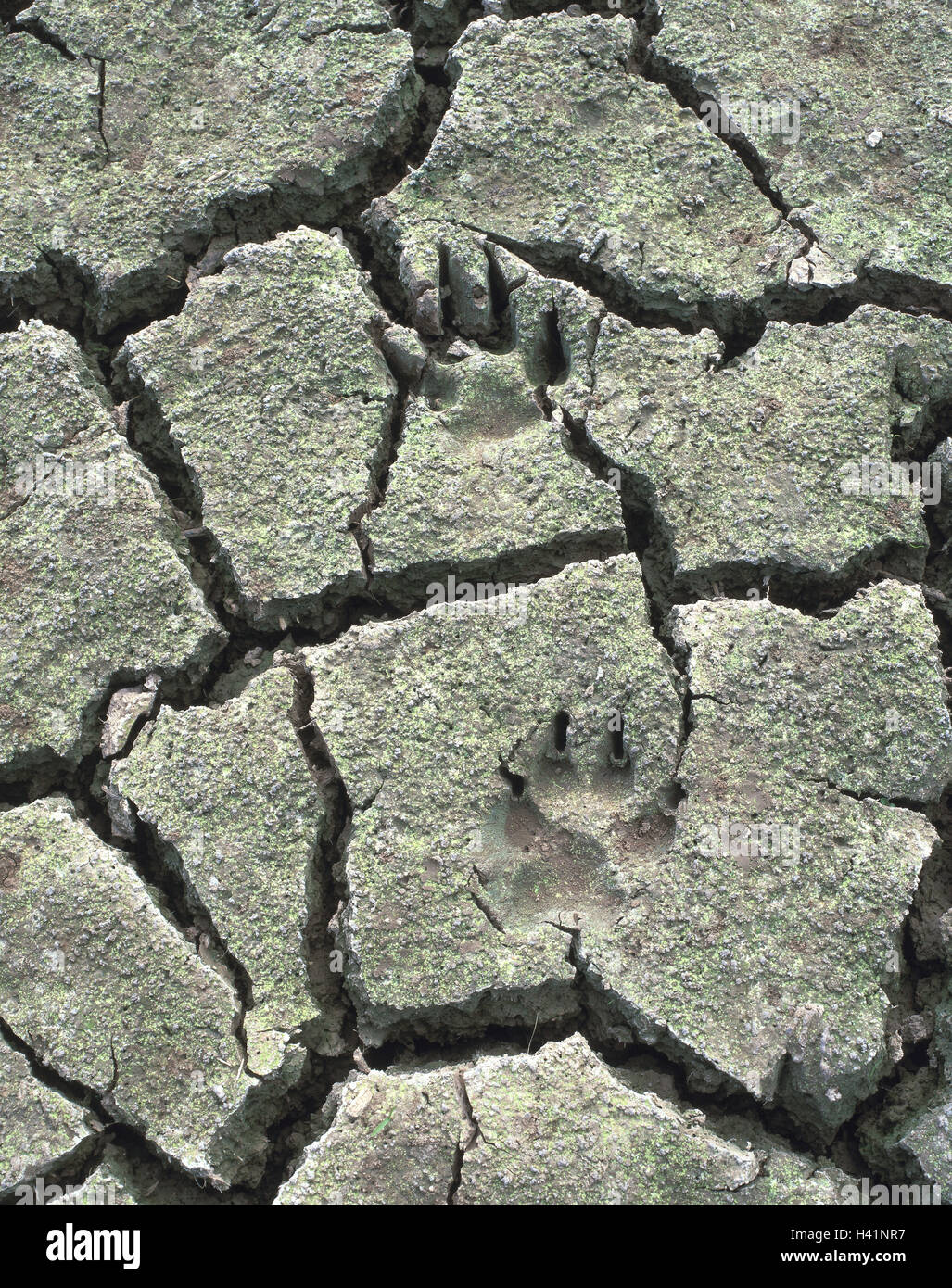 Ground, cracked, dryness, dryness, water shortage, animal tracks, floor, fissures, heat fissures, parched, dried up, life-hostilely, drily, conception, survival fight, thirst, dry weather, heat period, nature, animals, tracks, impressions, paw impressions Stock Photo