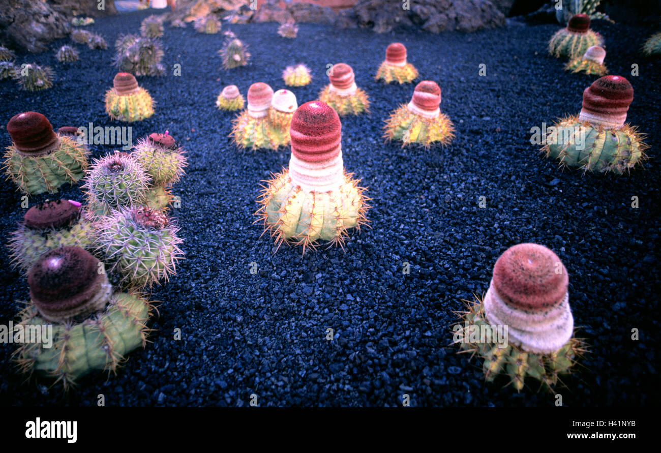 Canary islands, island Lanzarote, Jardin de Cactus, melon cacti