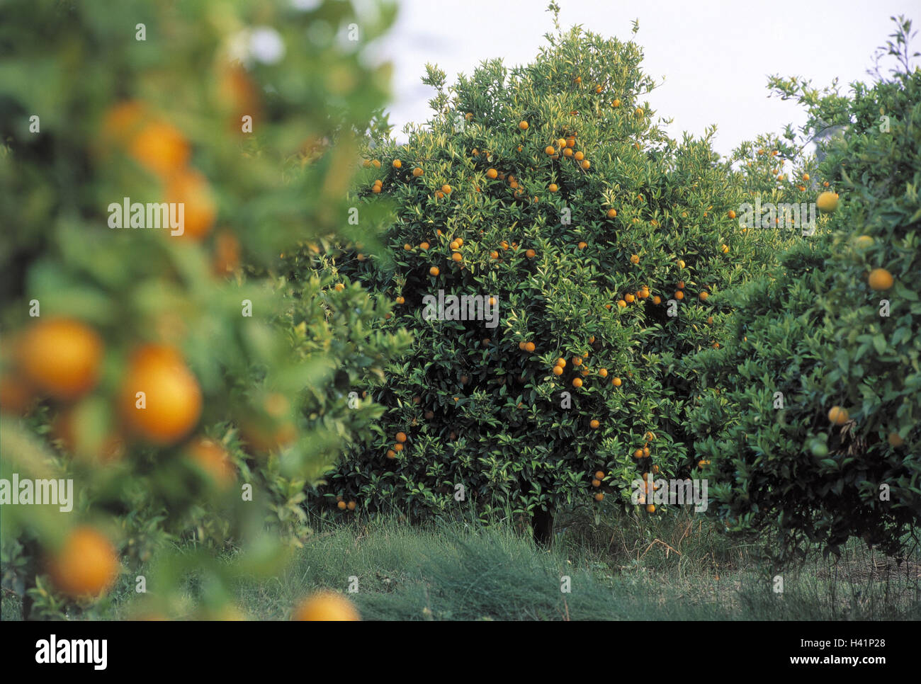Orange plantation plantation, grove, orange grove, trees, fruittrees, orange trees, cultivation