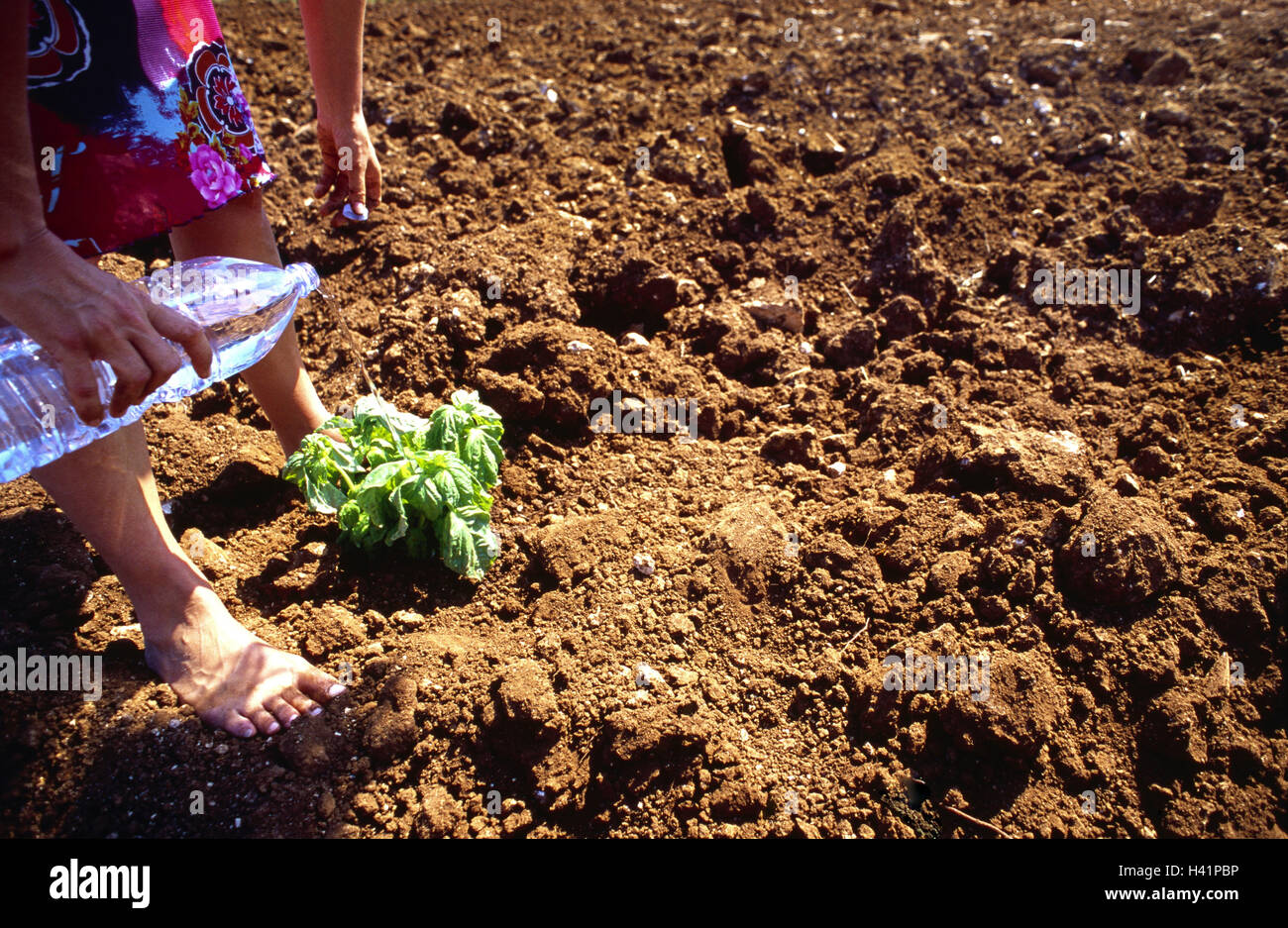 Earth, plant, woman, Wasserflasche,, pours, detail   Field, vegetable bed, topsoil, topsoil, drily, dried up, vegetables grow gardener, vegetable plant, cultivation, gardening garden center gardens, dryness, water, symbol, concept, growth, waters thrives, unpretentiously, resistance strength, robustly, thrives, indestructibly, insensitively, summons, plant growth Stock Photo