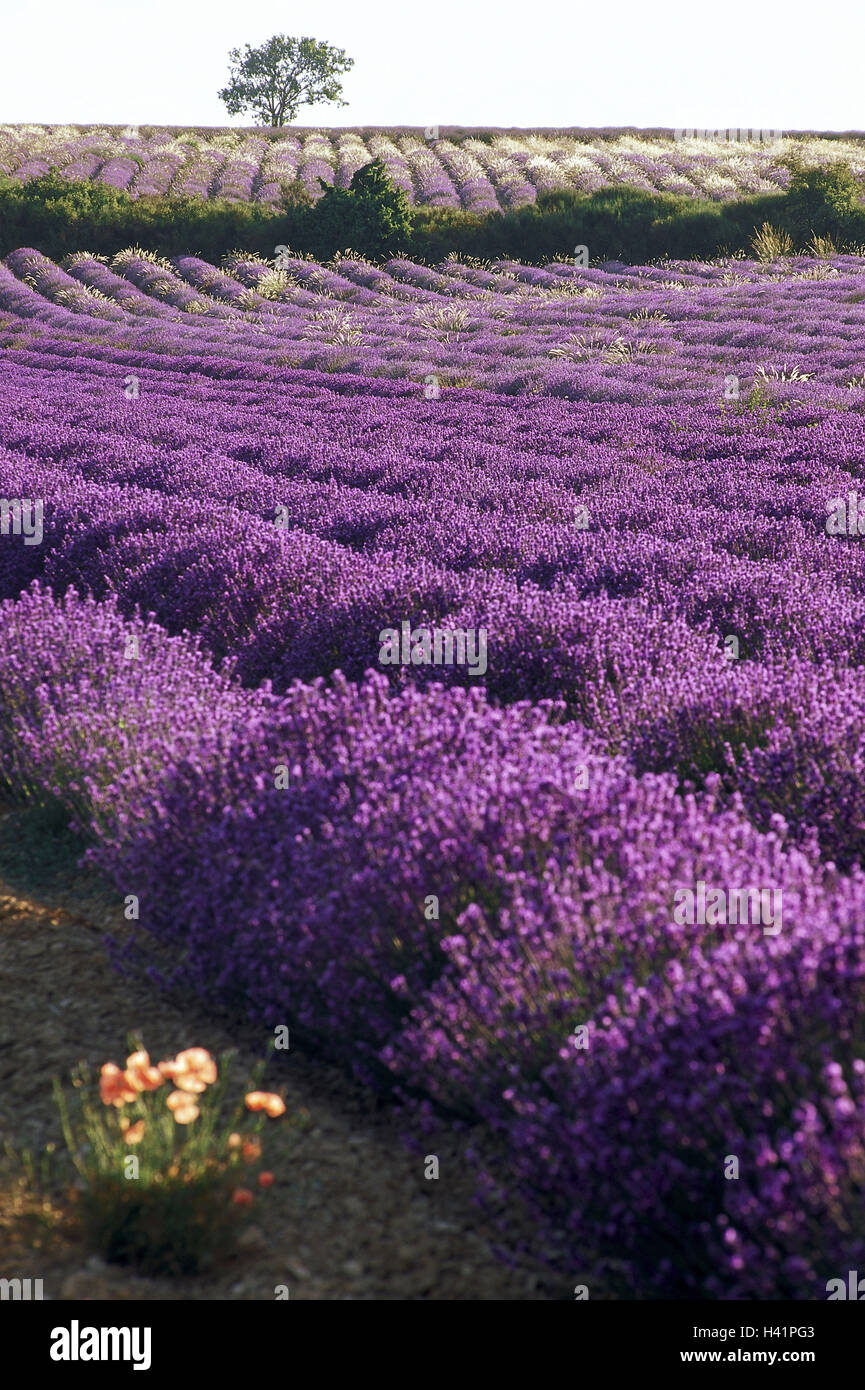 Lavender field, Lavandula spec., detail, field, field, cultivation