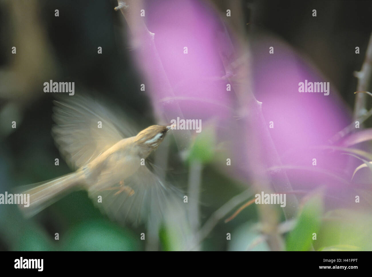 Plant, bird, flight, other entries follow Stock Photo Alamy