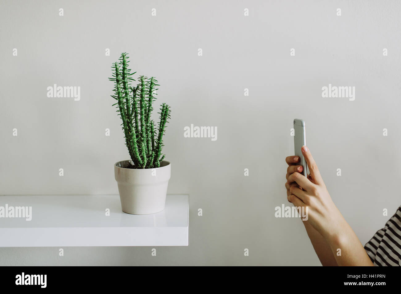 Woman photographing a pot plant Stock Photo - Alamy