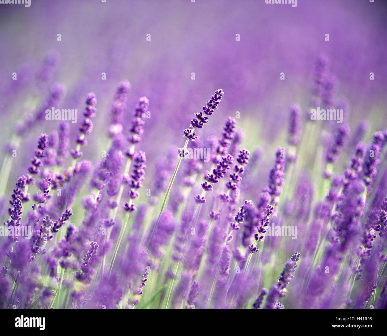 Lavender blossoms, real lavender, Lavandula angustifolia, lavender