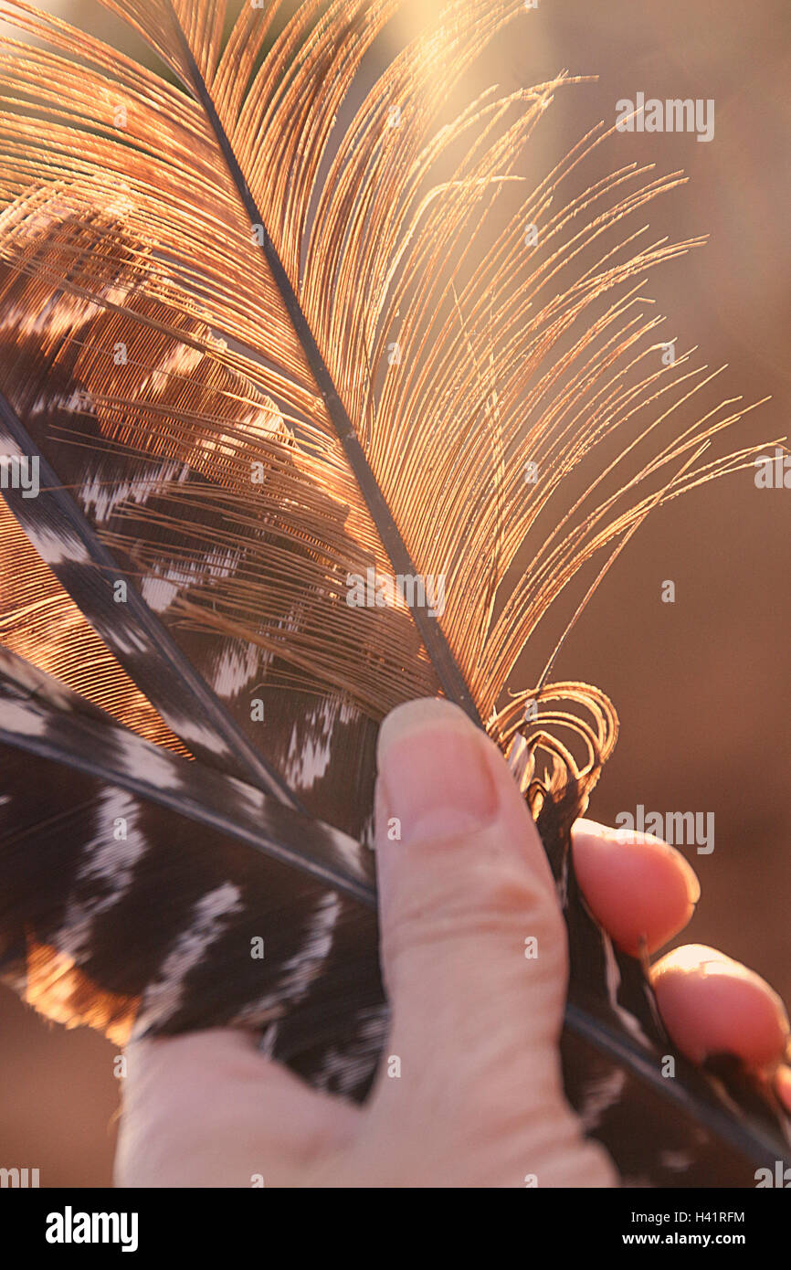woman's hand holding feathers Stock Photo Alamy